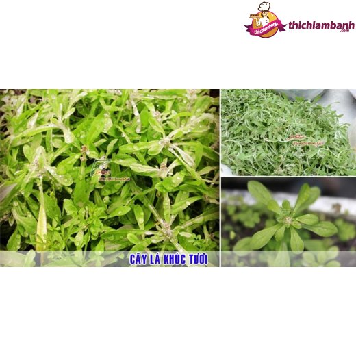 Bột tạo màu tự nhiên - lá khúc 50 gr